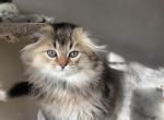 Teddy - Scottish Fold Kitten For Sale - Auburn, WA, US