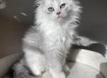 Cloudy - Scottish Fold Cat For Sale - Auburn, WA, US