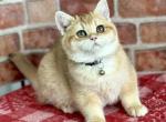 Sunny - British Shorthair Kitten For Sale - Philadelphia, PA, US