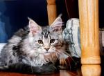 Elza - Maine Coon Cat For Sale - Plainfield, IN, US