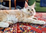 Anthony - Maine Coon Kitten For Sale - Plainfield, IN, US