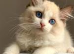 Figaro - Ragdoll Cat For Sale - Miami, FL, US