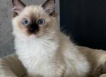 Fifi - Ragdoll Cat For Sale - Miami, FL, US