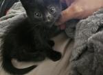 Salem - Domestic Cat For Sale - Corona, CA, US