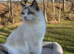 Chocolate bicolor female - Ragdoll Cat For Sale - Minerva, OH, US