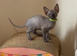 Tulips litter - Sphynx Cat For Sale - Canton, GA, US