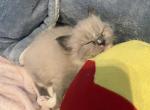 Gorgeous male - Ragdoll Kitten For Sale - Mount Joy, PA, US