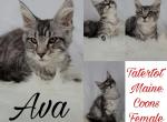 Ava - Maine Coon Cat For Sale - Braham, MN, US