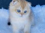 Shrimp - Scottish Fold Cat For Sale - Greenville, SC, US