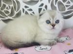 LUNA Scottish fold female - Scottish Fold Cat For Sale - Las Vegas, NV, US