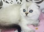 LUNA Scottish fold female - Scottish Fold Cat For Sale - Austin, TX, US