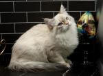 Dakota CFA certified - Siberian Kitten For Sale - Ashburn, VA, US