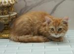 Gorky CFA certified - Siberian Cat For Sale - Ashburn, VA, US