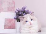 Zara - Ragdoll Cat For Sale - Miami, FL, US