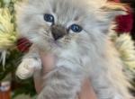 Seal Lynx mitted female - Ragdoll Kitten For Sale - Butler, PA, US