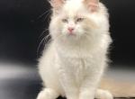 Lorens - Ragdoll Cat For Sale - Brooklyn, NY, US