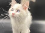 Lars - Ragdoll Cat For Sale - Brooklyn, NY, US