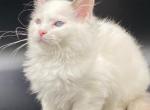 Lordis - Ragdoll Cat For Sale - Brooklyn, NY, US