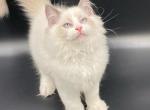 Lanos - Ragdoll Cat For Sale - Brooklyn, NY, US