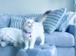 Nick blue lynx bi color male ragdoll - Ragdoll Cat For Sale - Fairfax, VA, US