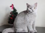 Puding - Scottish Straight Cat For Sale - Brooklyn, NY, US