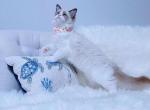 Victoria seal bi color princess - Ragdoll Cat For Sale - New York, NY, US