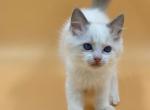 Lagos - Ragdoll Cat For Sale - Brooklyn, NY, US