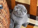 Alex - Scottish Fold Cat For Sale - Brooklyn, NY, US