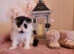 Zlatozar - Persian Kitten For Sale - Hollywood, FL, US