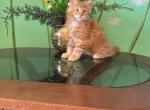 Xander - Maine Coon Cat For Sale - Brooklyn, NY, US