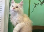 Xian - Maine Coon Kitten For Sale - Brooklyn, NY, US