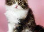 Tiffany Highland - Scottish Fold Cat For Sale - Brooklyn, NY, US