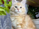 Happy House Leo - Maine Coon Cat For Sale - Brooklyn, NY, US