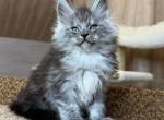 Happy House Martin - Maine Coon Kitten For Sale - Brooklyn, NY, US