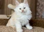 Happy house Marsik - Maine Coon Kitten For Sale - Brooklyn, NY, US