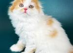 Tommy Highland - Scottish Fold Kitten For Sale - Brooklyn, NY, US