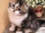 Velvet highland - Scottish Fold Kitten For Sale - Brooklyn, NY, US