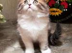 Vinson Highland - Scottish Fold Kitten For Sale - Brooklyn, NY, US