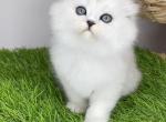 Queen Adele of Diamond Island - Scottish Fold Kitten For Sale - Brooklyn, NY, US