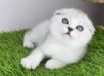 Quick King of Diamond Island - Scottish Fold Cat For Sale - Brooklyn, NY, US