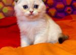 Bella - Scottish Fold Cat For Sale - Brooklyn, NY, US