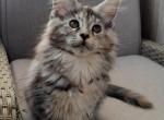 Bellatrix - Maine Coon Cat For Sale - Brooklyn, NY, US