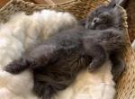 Blue Girl - Persian Cat For Sale - Ephrata, PA, US