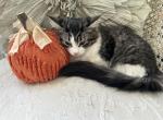 Louisa - Munchkin Cat For Sale - Salem, OR, US
