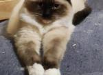 Clover - Ragdoll Kitten For Sale - Poplar Grove, IL, US