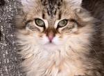 Omar - Siberian Cat For Sale - Commerce City, CO, US