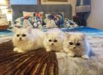 Silver Chinchilla Persians - Persian Cat For Sale - Duvall, WA, US