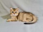 Lion - British Shorthair Kitten For Sale - Fairfax, VA, US