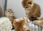 Miko - Scottish Fold Kitten For Sale - Fairfax, VA, US