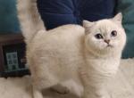 Freya - Colorpoint Shorthair Cat For Sale - Cherkasy, Cherkasy Oblast, UA